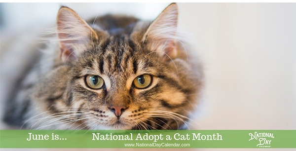 June is National Adopt a Cat Month